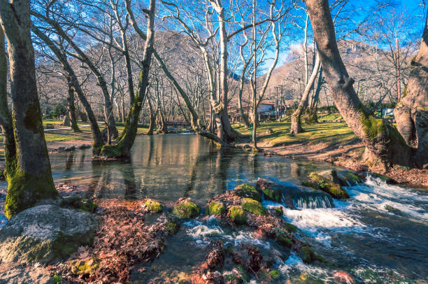 Thicket of Agios Nikolaos in Naoussa