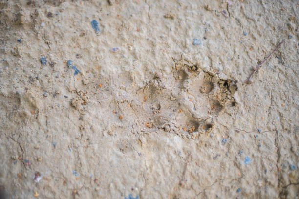 istock big  animal footprints on hard ground 1165368343