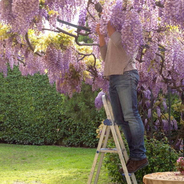 el hombre se para en la escalera y arregla el arbusto de wisteria - wisteria fotografías e imágenes de stock