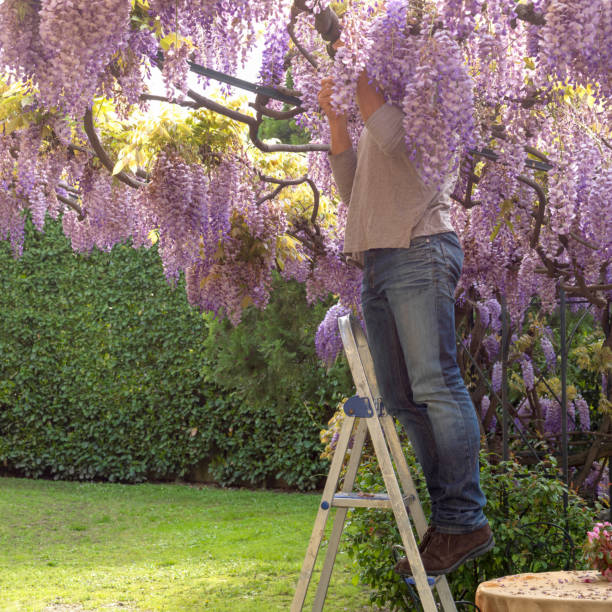 Man stands on ladder and fixes Wisteria bush