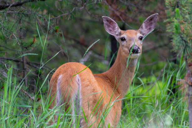istock Deer in mountain woodlands 1165369573