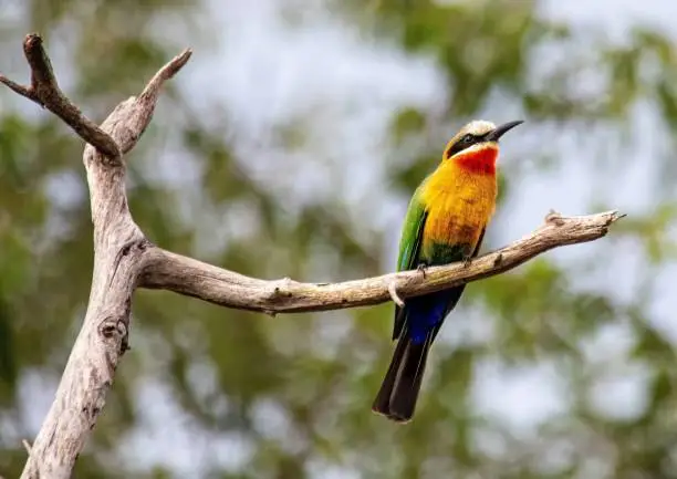 A White-fronted Bee-eater sitting on a branch at the Bwabwata Nationalpark in Namibia during summer