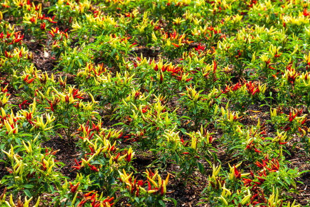 Hot Tabasco Peppers growing in a field
