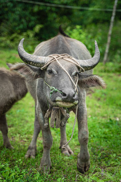 istock Animal Photo 1165371251