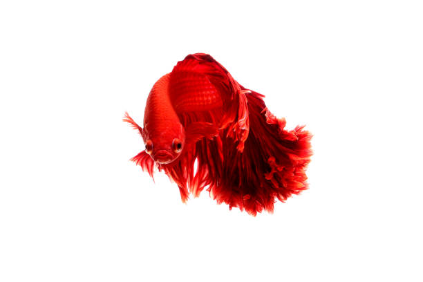 istock siamese fighting fish red color 1165371320