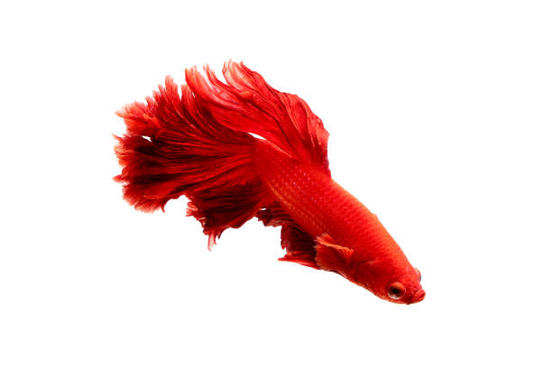 istock siamese fighting fish red color 1165371370