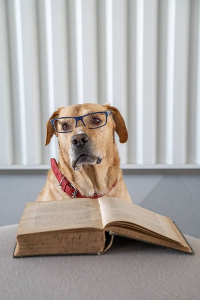 istock Dog with eyeglasses reading old hradcover book. Learning concept. 1165372378