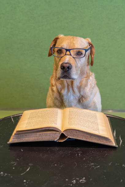 Smart dog looks like a teacher above big open book with hard cover. stock photo