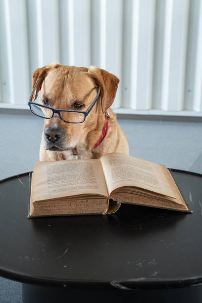 istock Dog reading book with eyeglasses. Professor behind the book 1165372410