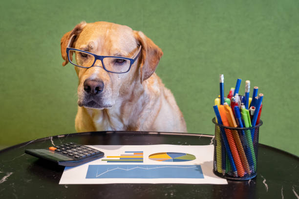 Dog as financial work with report, pens and calculater on table. Dog with eyeglasses. stock photo