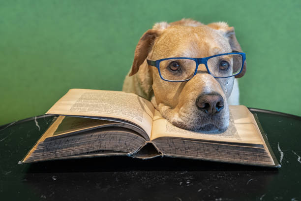 istock Dog with eyeglasses lying on open big book. Tired reader.  Study for exams 1165372444