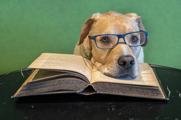 Dog with eyeglasses lying on open big book. Tired reader.  Study for exams stock photo