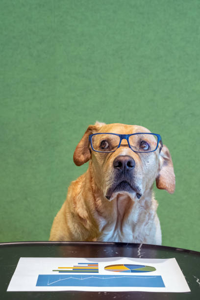 istock Dog with exeglasses and feared expression above paper with graphs. Office concept. 1165372447