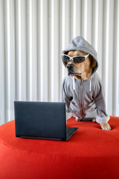 Dog as hacker next to notebook with sunglasses and jacket with hood. concept of programmer, hacker and cyber security. stock photo