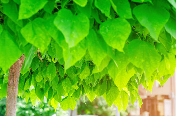 Decorative trees catalpa, green leaves, nature background.