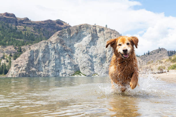 happy golden retriever dog jugando en el lago - joy golden retriever retriever dog fotografías e imágenes de stock