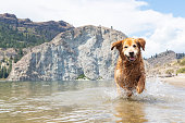 Happy Golden Retriever Dog playing in lake