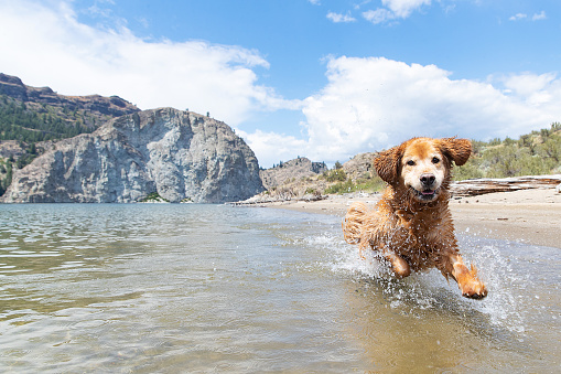 Wet golden retriever dog running and splashing in Lake Roosevelt