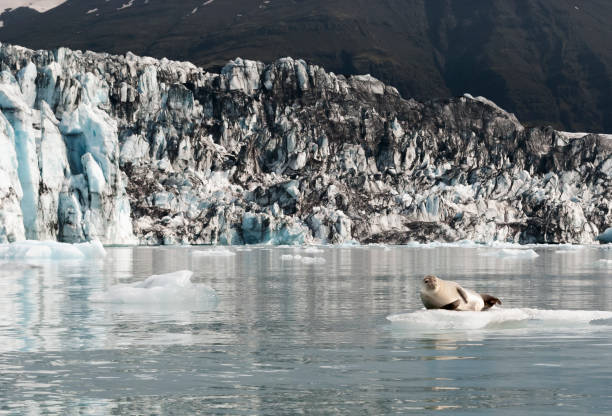 istock Cute big seal over ice with Glacier Lagoon on the background 1165374285
