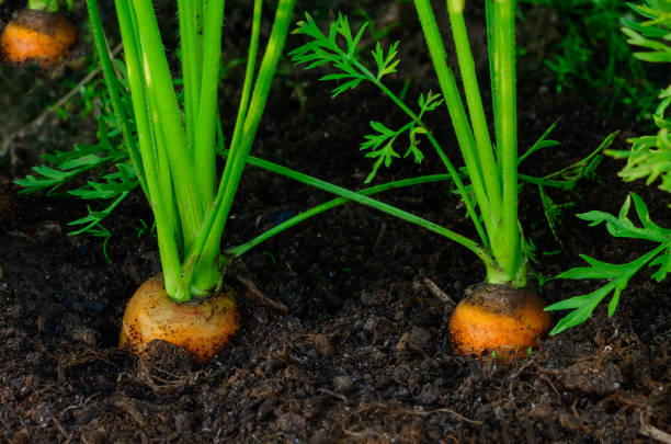 istock Carrot vegetable grows in the home garden 1165375005