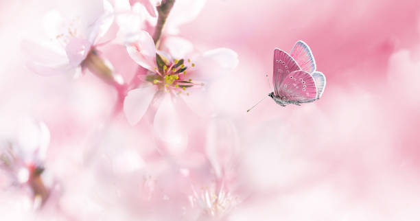 mandorla rosa in fiore e farfalla volante - spring may march blossom foto e immagini stock