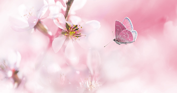 Delicate pink blossom almond and flying butterfly on spring morning. Spring abstract background