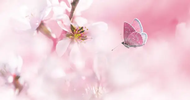 Photo of Pink blossoming almond and flying butterfly