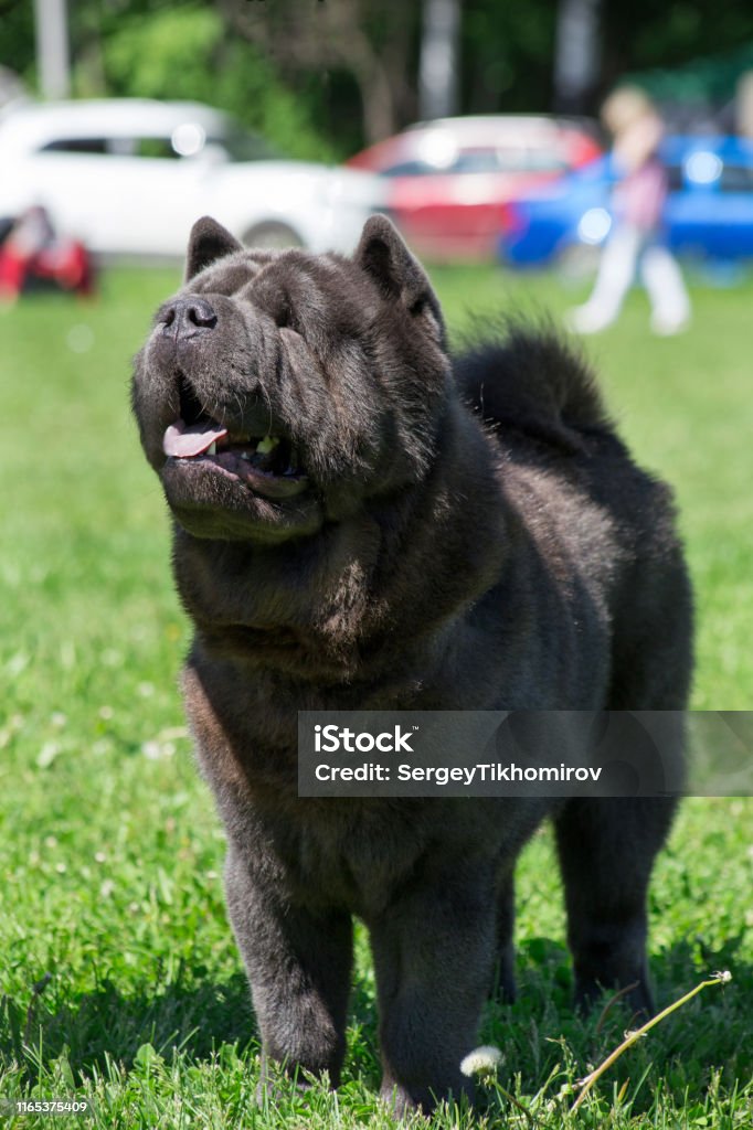 Cute Chow Chow Is Standing On A Green Grass With Lolling Tongue Pet Animals  Stock Photo - Download Image Now - iStock