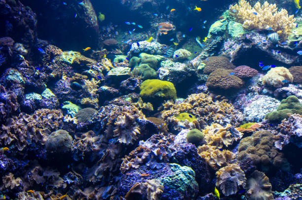 istock Landscape of sea reef underwater 1165375469