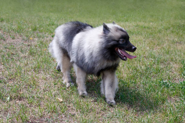 istock Deutscher wolfspitz is running on a green grass. Keeshond or german spitz. Pet animals. 1165375502