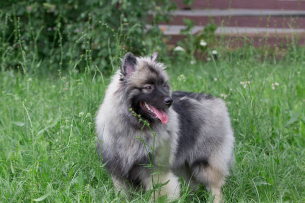 istock Deutscher wolfspitz is standing on a green meadow. Keeshond or german spitz. Pet animals. 1165376296