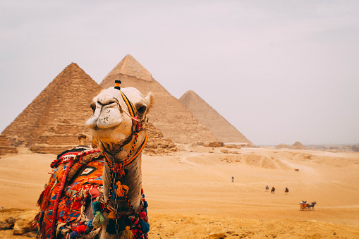 Las grandes pirámides de Guiza con un camello photo