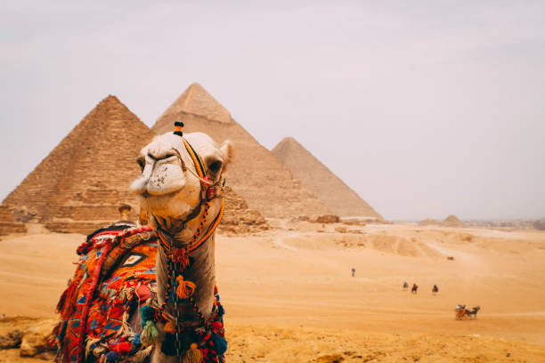 istock The great pyramids of Giza with a camel 1165377131