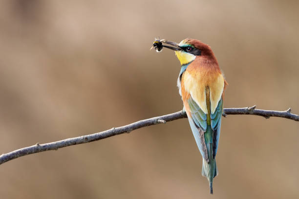 Bee-eater sitting on a branch infront of red brown nature background - Merops apiaster in Germany One beautiful bee eater on a branch in Gerolsheim sandpit, Germany - July 2019 bee eater photos stock pictures, royalty-free photos & images