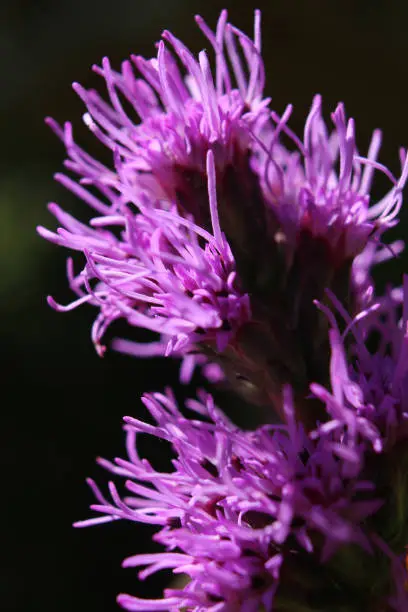 Abstract image of the bright purple flowers of Liatris spicata 'Kobold', backlit and in extreme close up.