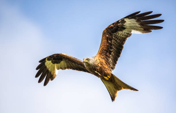 red kite in flight - eurasian buzzard imagens e fotografias de stock