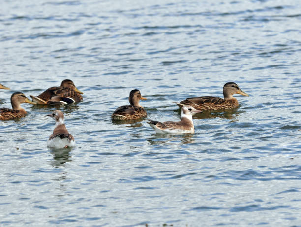 istock Black-headed gull chicks and young mallards. 1165379853