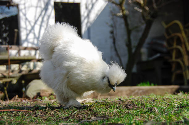 Silkie chicken Silkie chickens walking in a coop bantam stock pictures, royalty-free photos & images