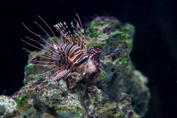 der löwenfisch (pterois volitans) ist ein korallenrifffisch aus der familie der korallenfische (scorpaenidae). - invasive specie stock-fotos und bilder