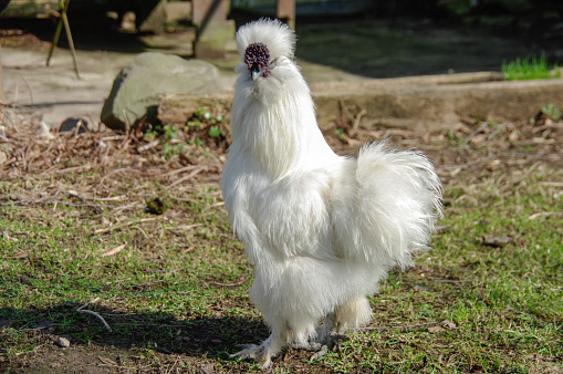 Silkie chickens walking in a coop