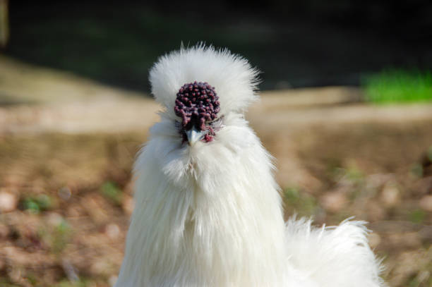 Silkie chicken Silkie chickens walking in a coop bantam stock pictures, royalty-free photos & images