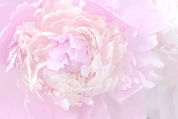 istock Close-up of a peony flower 1165381296