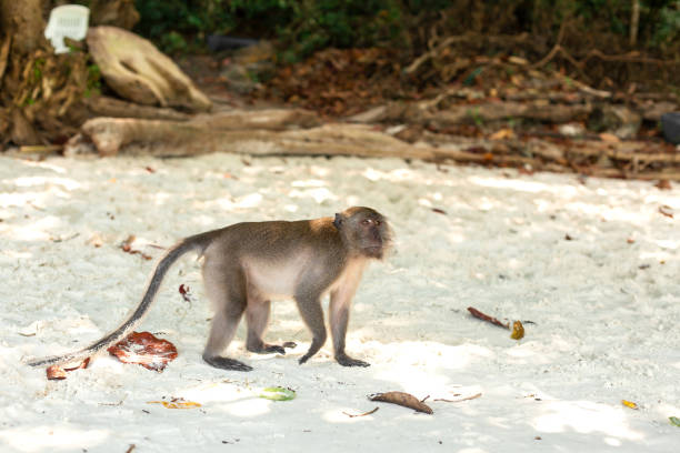 istock Little monkey cubs life on a tropical island 1165382241