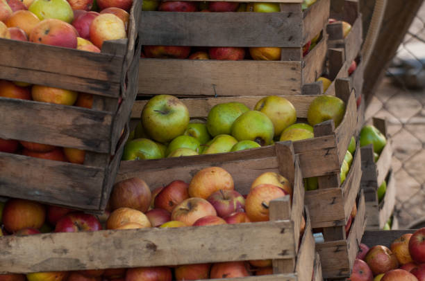 istock Apples in the crates stand on a green grass.Nature 1165383288