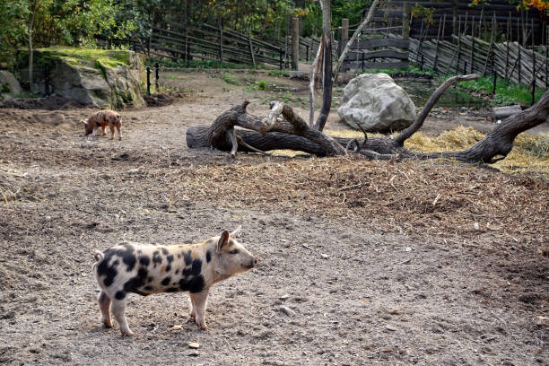 istock Spotted piglets in an old farmhouse yard. 1165383310