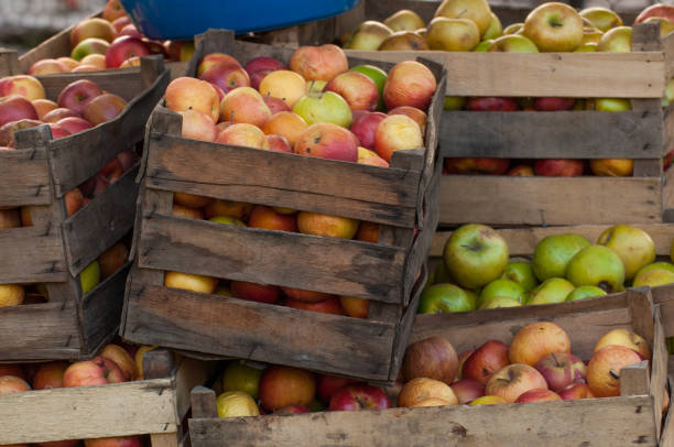 istock Apples in the crates stand on a green grass.Nature 1165383377
