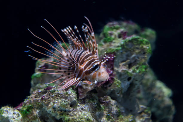 der löwenfisch (pterois volitans) ist ein korallenrifffisch aus der familie der korallenfische (scorpaenidae). - invasive specie stock-fotos und bilder