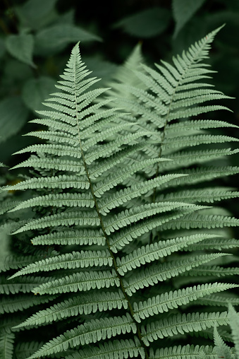 Detailed close-up of the fern leaves in the wild nature