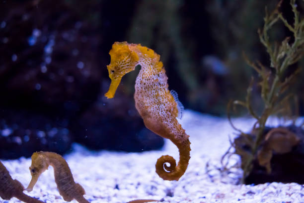 istock Exotic seahorse (hippocampus) in Aquarium. Underwater Scene 1165383866