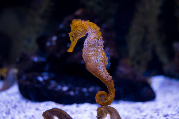 istock Exotic seahorse (hippocampus) in Aquarium. Underwater Scene 1165383868